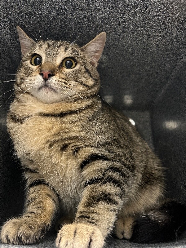 Picture of the Animal Listed